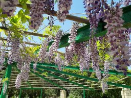 wisteria