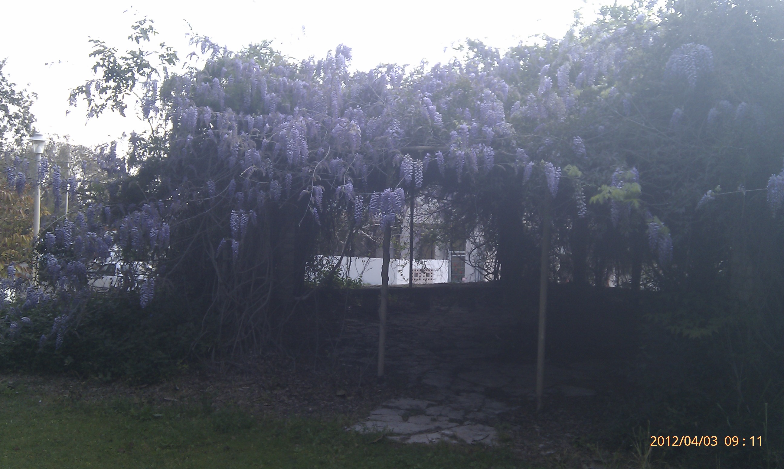 Wisteria