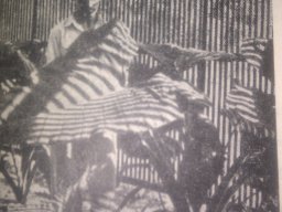 hava &raquo; Xanthosoma