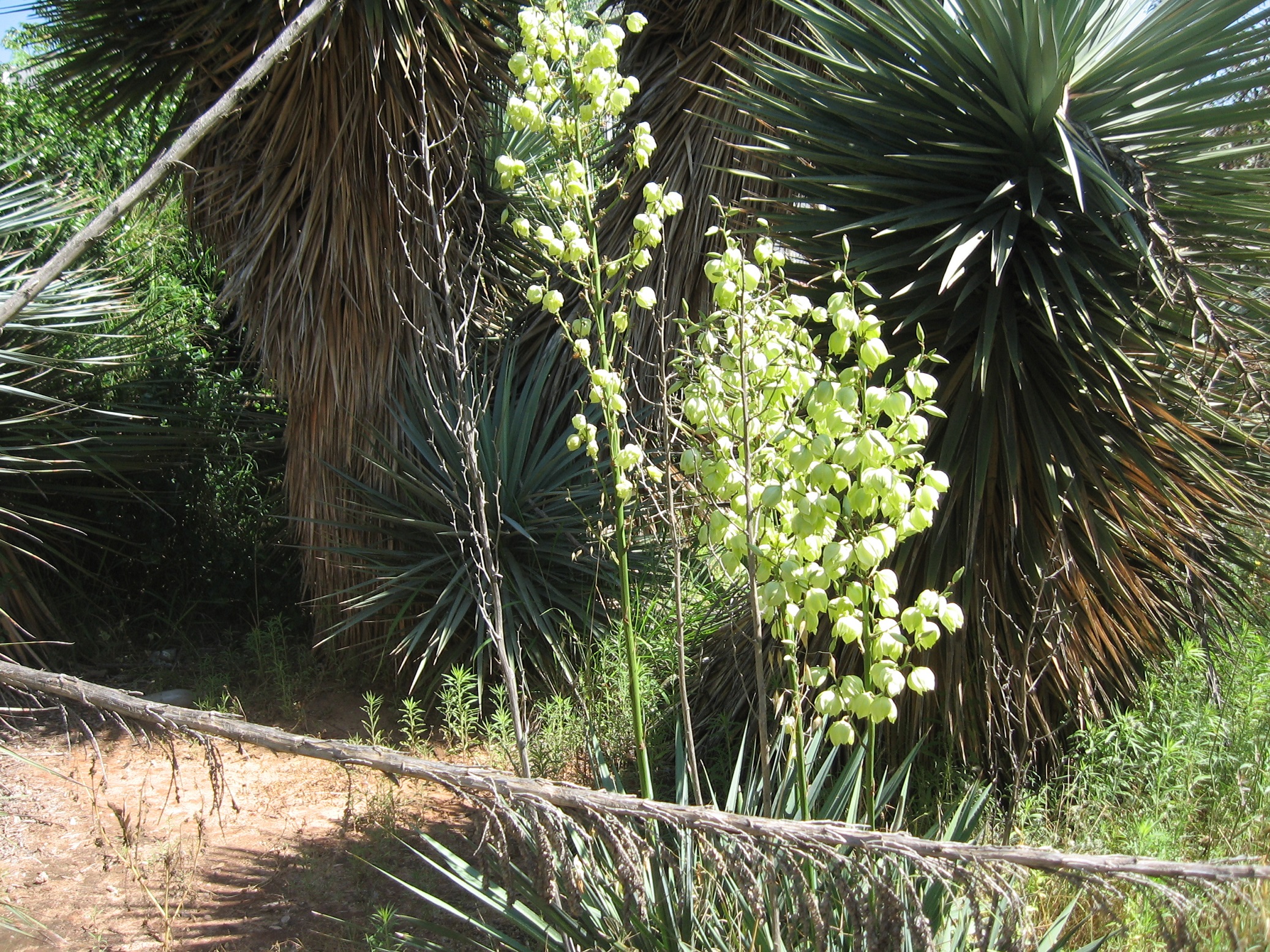 Yucca