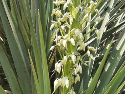 Yucca_aloifolia
