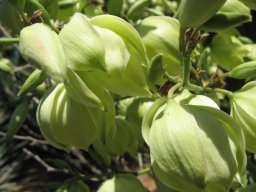 yucca-aloifolia-10-05-2014a