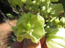 yucca-aloifolia-10-05-2014b