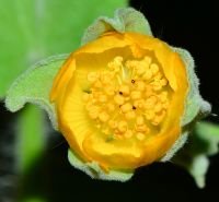 Abutilon-grandifolium