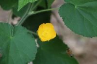 hava &raquo; abutilon