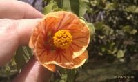 abutilon-pictum---04-2012