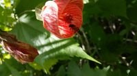 abutilon-pictum-feb-2015
