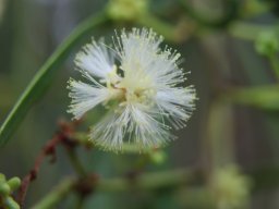 Acacia_salicina