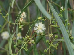Acacia_salicina_A