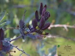 hava &raquo; acacia