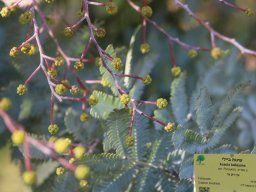 acacia-baileyana-01-2018