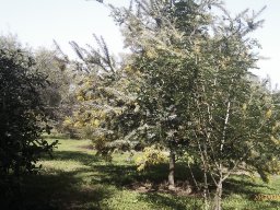 acacia-baileyana-02-2013