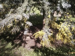 acacia-baileyana-02-2013a