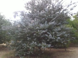 acacia-baileyana-porporea-08-2014