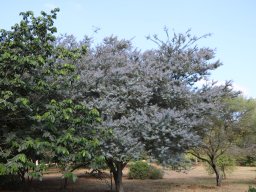 acacia-baileyana-porporea-2018-06-23