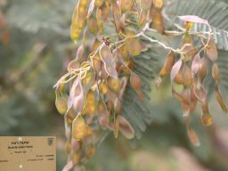 acacia-decurrens-05-2018