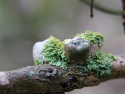 hava &raquo; banner