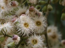 Eucalyptus_Torelliana