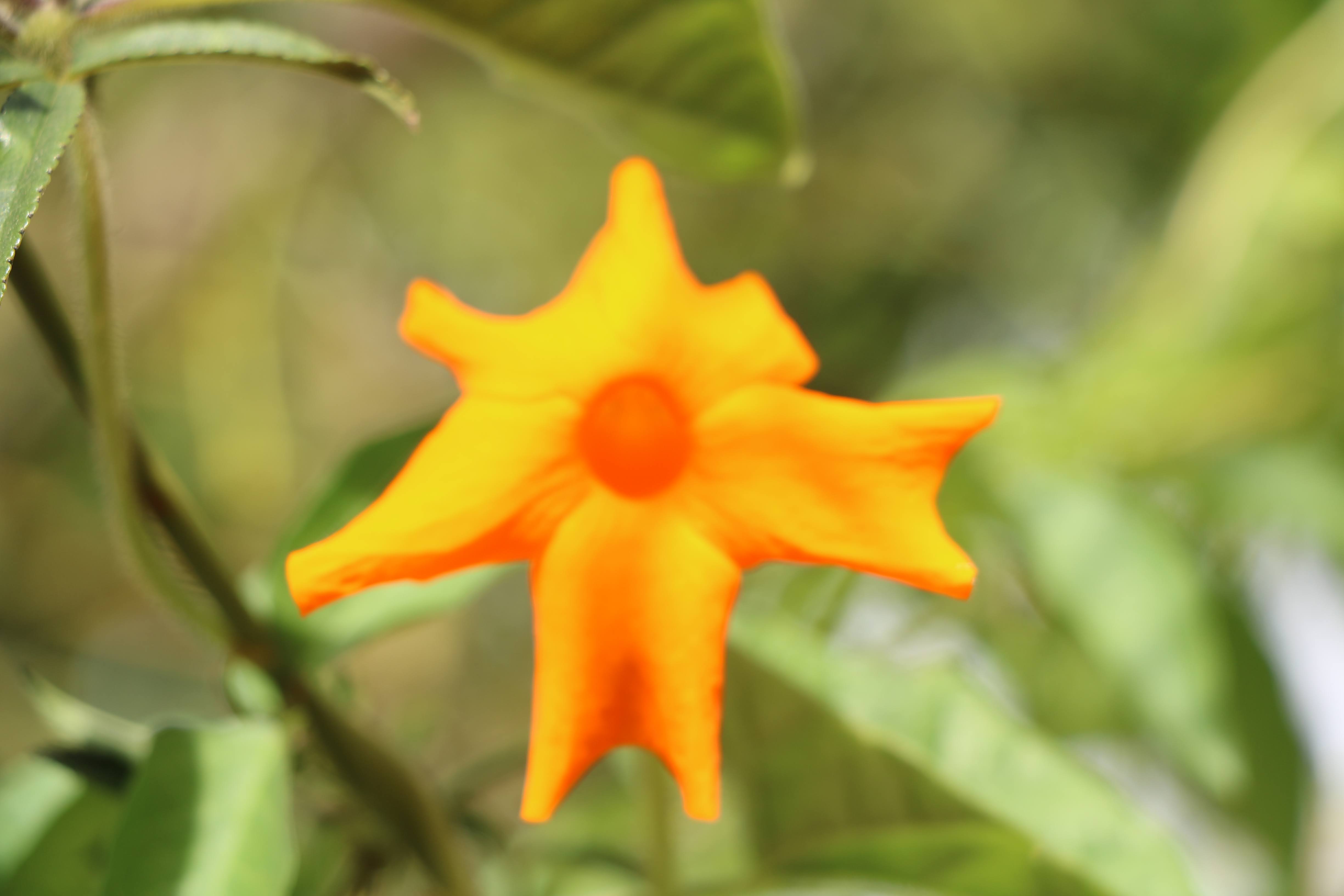 thunbergia