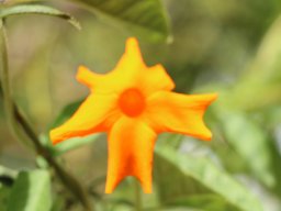 hava &raquo; thunbergia