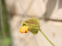 Thunbergia_Gregorii_A
