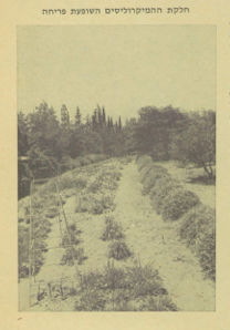 המיקרוליס.png