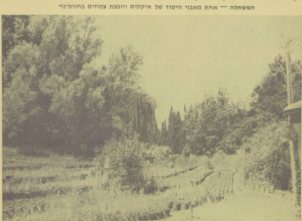המשתלה.png