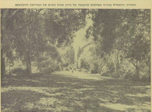 שדרת_הפיקוסים.png