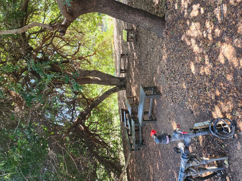 עץ השוטיה — האוהל הירוק